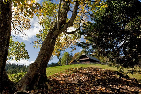 Geburtshaus Peter Rosegger am Alpl - im Vordergrund ein Baum und dahinter das Geburtshaus