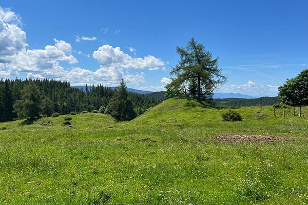 Blick in die Landschaft - auf die Wälder und Almen